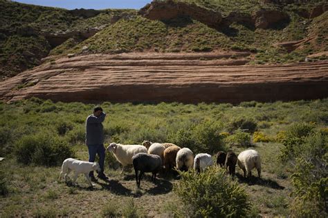 ‘My heart was always just with the sheep.’ One Navajo’s push to keep tradition vibrant